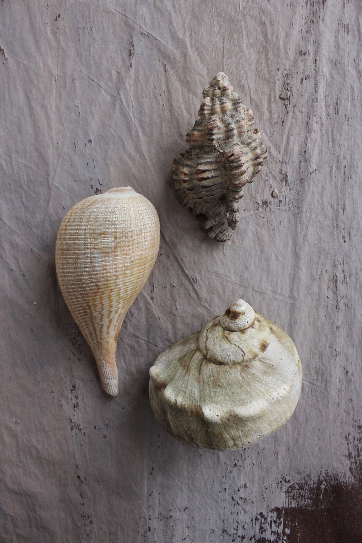 Vintage still life sea shells (4)