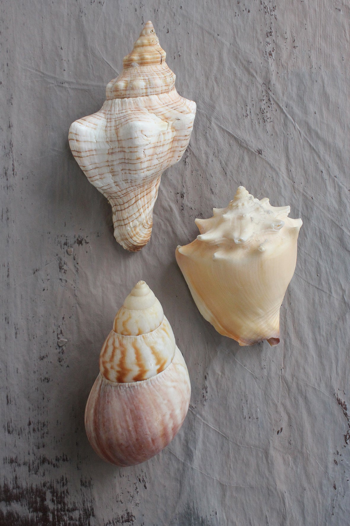 Still Life Photography Shells Large Victorian Antique White Conch Sea
