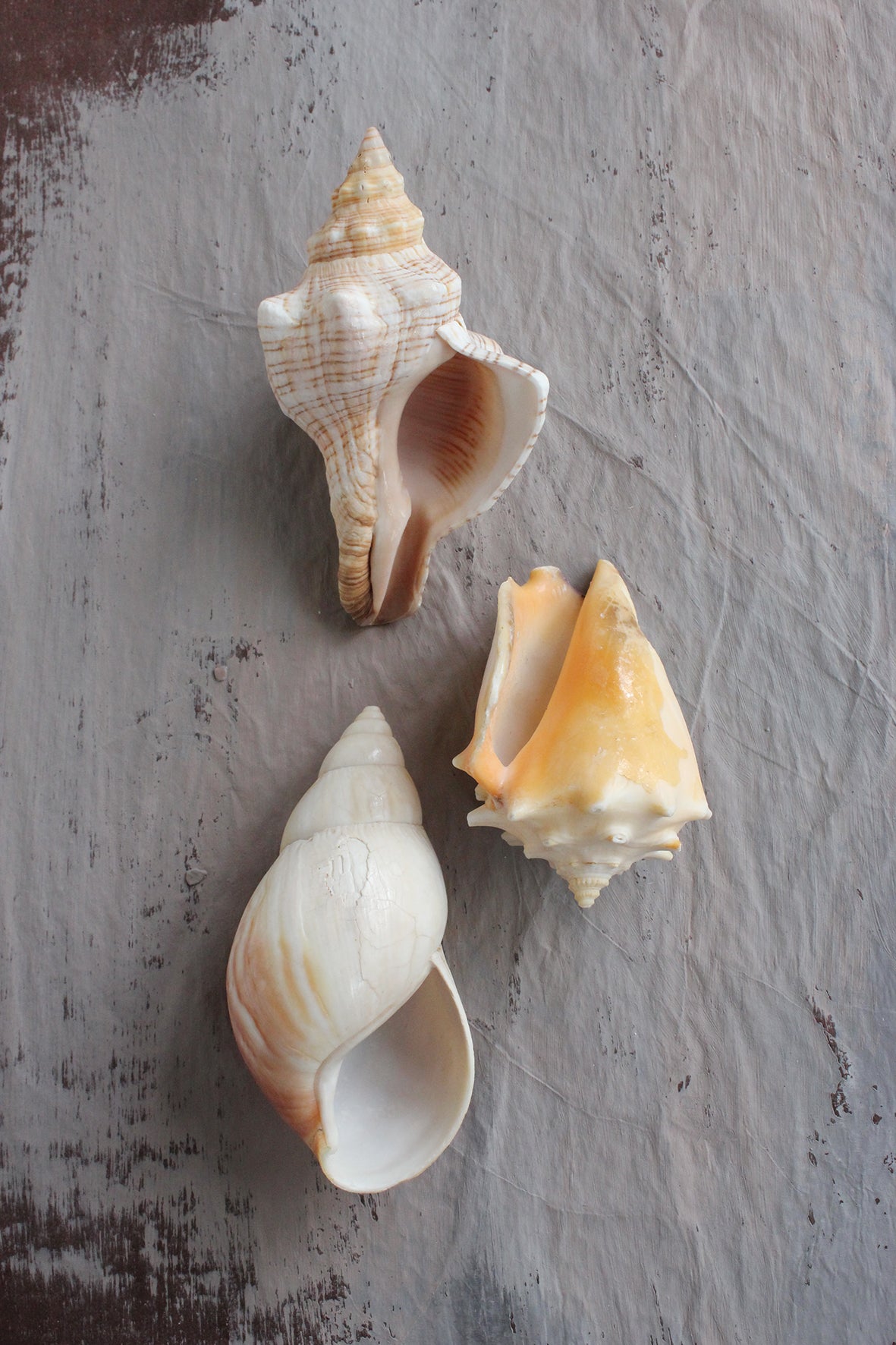 Vintage still life sea shells (5)