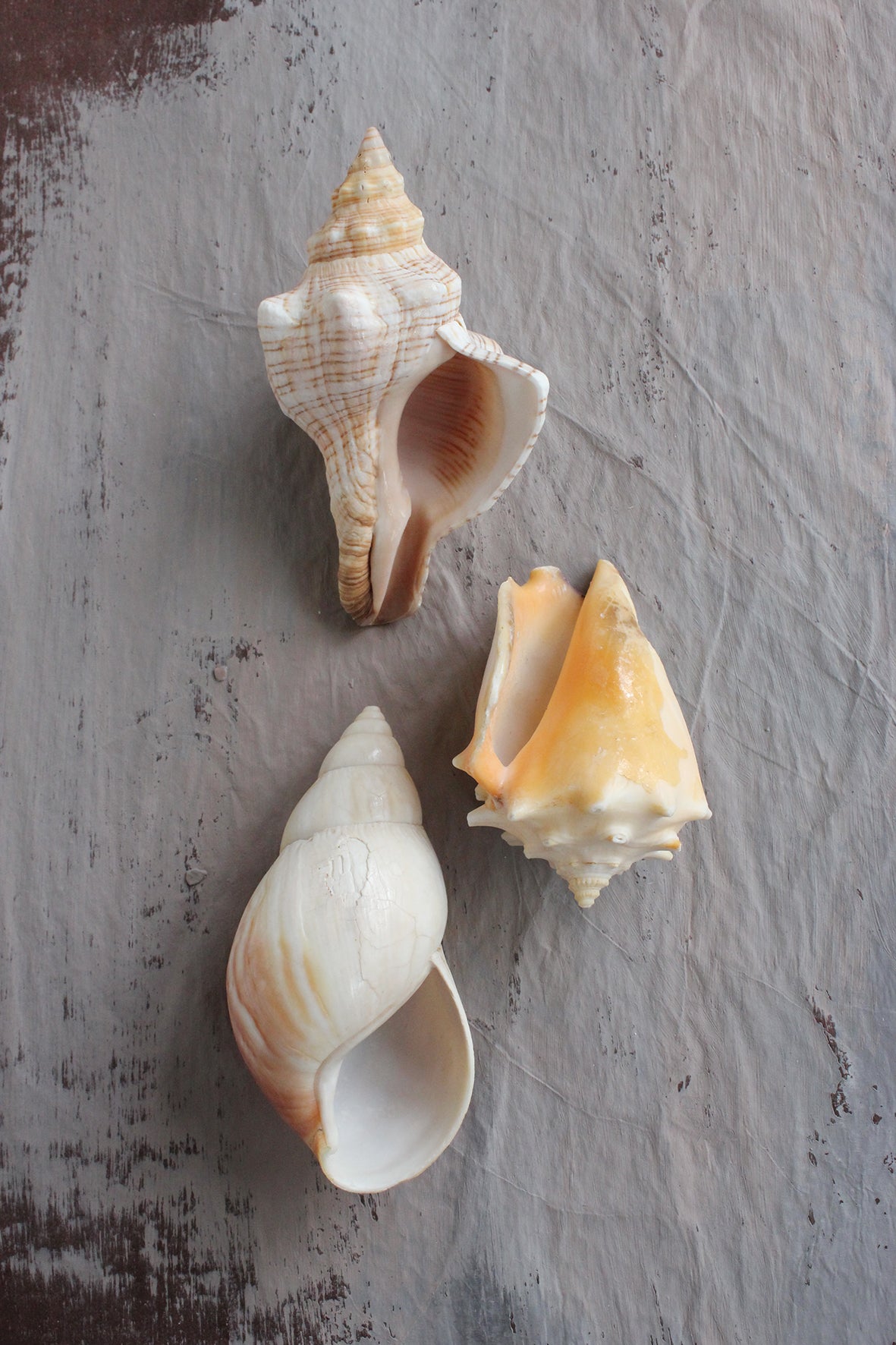 Vintage still life sea shells (5) – The Linen Garden