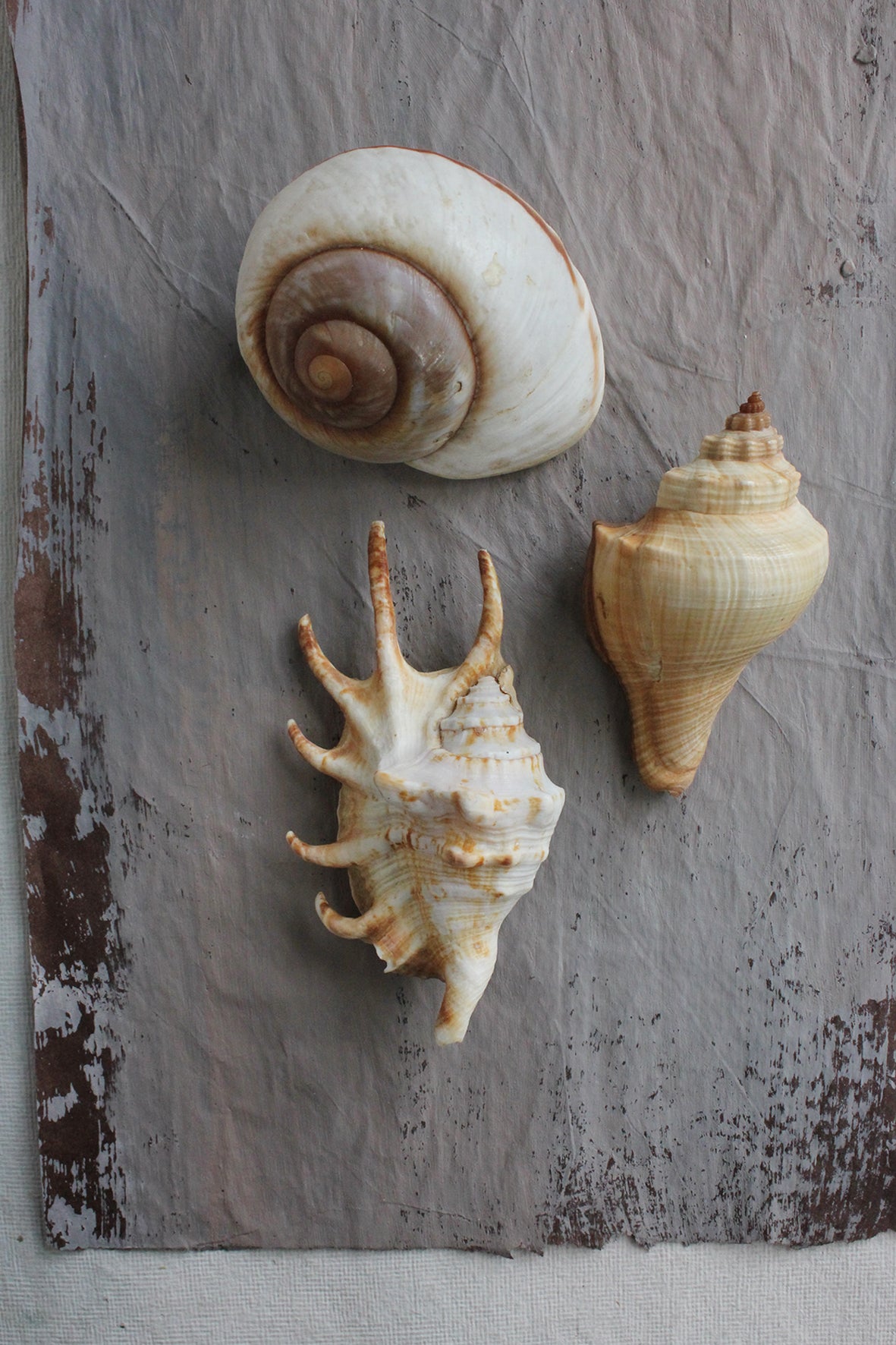 Vintage still life sea shells (6)