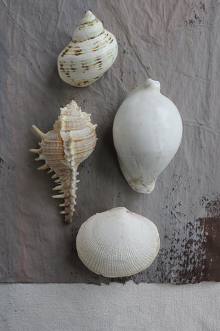 Vintage still life sea shells (7)