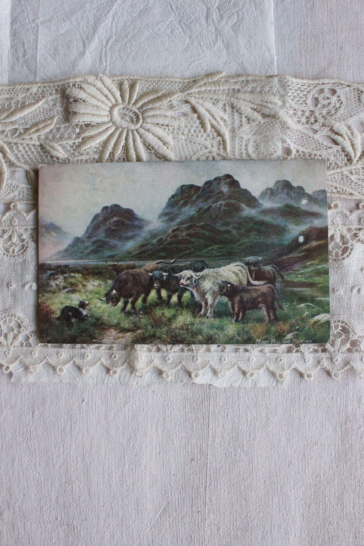 Old Postcard -"Cattle in the Highlands"
